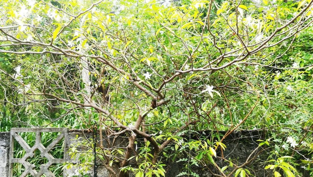 Bluesky Guest House Dambulla Exterior foto